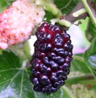 Morus nigra - moruše černá