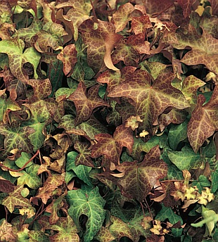 Hedera helix 'Manda’s Crested' - břečťan popínavý (READERS DIGEST VÝBĚR)