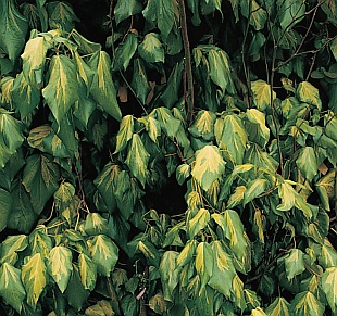 Hedera helix 'Goldheart' - břečťan popínavý (READERS DIGEST VÝBĚR)