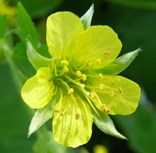 Waldsteinia geoides – mochnička kuklíková