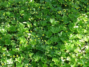 Waldsteinia geoides – mochnička kuklíková