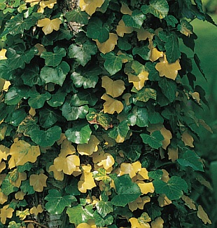 Hedera helix 'Buttercup' - břečťan popínavý (READERS DIGEST VÝBĚR)