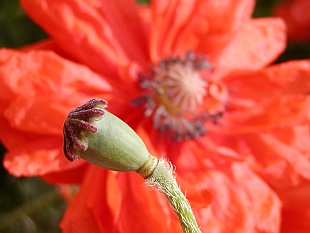 Suchomilné trvalky: Papaver - mák