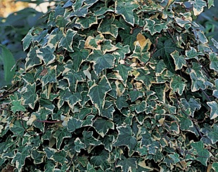 Hedera helix 'Goldchild' - břečťan popínavý (READERS DIGEST VÝBĚR)