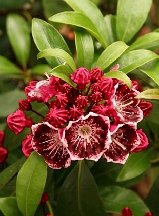 Kalmia latifolia 'Kaleidoscope' - mamota širokolistá Kalmia latifolia 'Kaleidoscope' - mamota širokolistá