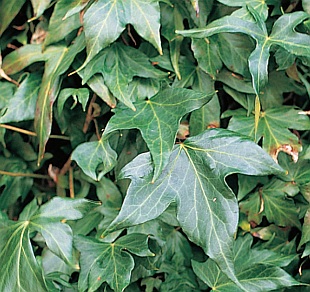 Hedera helix 'Pedata' - břečťan popínavý (READERS DIGEST VÝBĚR)