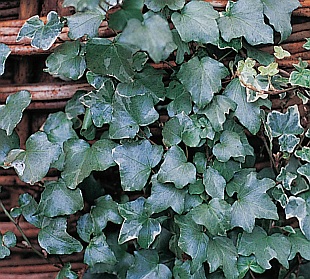 Hedera helix 'Pittsburgh' - břečťan popínavý (READERS DIGEST VÝBĚR)