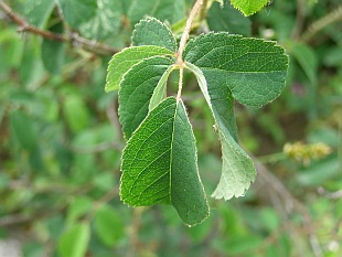 Rosa gallica - růže galská