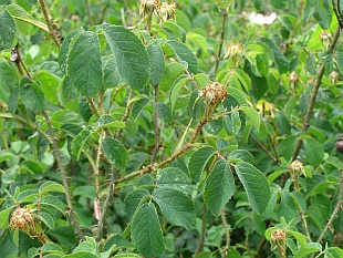 Rosa gallica - růže galská