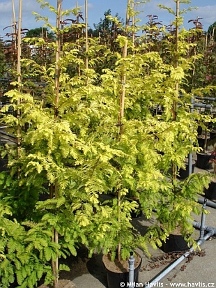 Metasequoia glyptostroboides 'Ogon' - metasekvoj čínská Metasequoia glyptostroboides 'Ogon' - metasekvoj čínská
