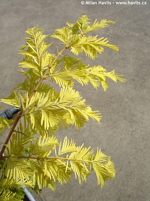 Metasequoia glyptostroboides 'Ogon' - metasekvoj čínská Metasequoia glyptostroboides 'Ogon' - metasekvoj čínská