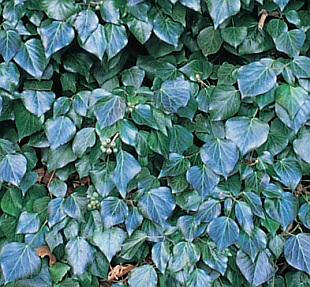 Hedera helix 'Atropurpurea' - břečťan popínavý (READERS DIGEST VÝBĚR)