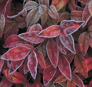 Nandina domestica 'Fire Power' - nandina domácí (READERS DIGEST VÝBĚR)