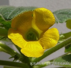 Uncarina roesliana - unkarina Uncarina roesliana - unkarina