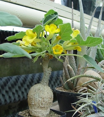 Uncarina roesliana - unkarina Uncarina roesliana - unkarina