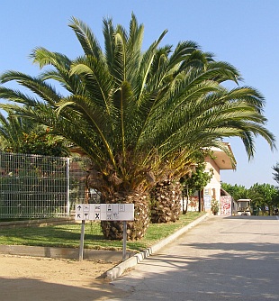 Palmy