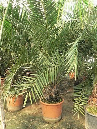 Phoenix canariensis - datlovník kanárský