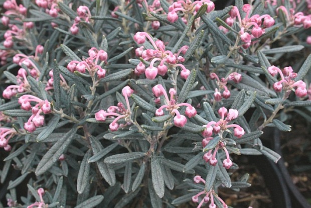 Andromeda polifolia 'Blue Ice' - kyhanka bažinná, kyhanka sivolistá