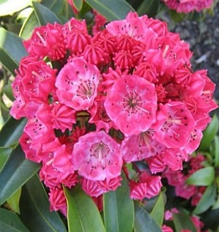 Kalmia latifolia 'Nancy' - mamota širokolistá Kalmia latifolia 'Nancy' - mamota širokolistá
