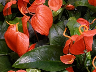 Anthurium - toulitka