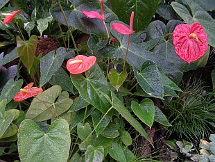 Anthurium - toulitka