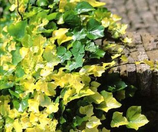 Hedera helix 'Buttercup' - brečtan popínavý