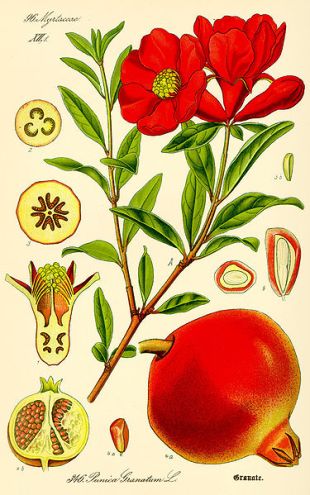 Punica granatum - granátovník obecný (BIOLIB.DE)