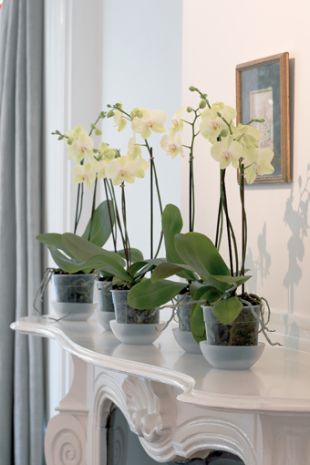 Orchideje: Phalaenopsis (TIP ZC CS) Orchideje: Phalaenopsis (TIP ZC CS)