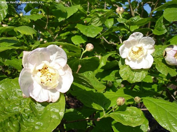 Sinocalycanthus chinensis - sazaník čínský