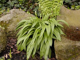 Allium ursinum - česnek medvědí