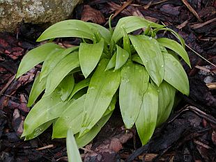 Allium ursinum - česnek medvědí