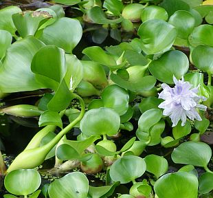 Eichhornia crassipes - vodní hyacint Eichhornia crassipes - vodní hyacint