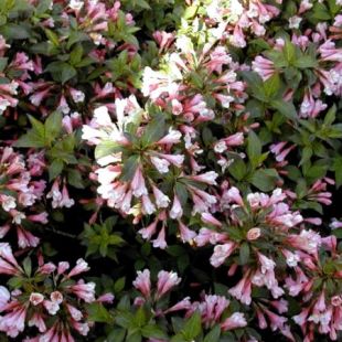 Weigela florida 'Purpurea' - vajgéle květnatá