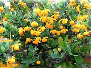 Berberis buxifolia 'Nana' - dřišťál zimostrázový