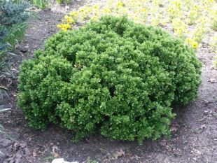 Berberis buxifolia 'Nana' - dřišťál zimostrázový