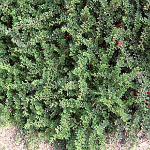 Cotoneaster adpressus 'Little Gem' - skalník přitisklý Cotoneaster adpressus 'Little Gem' - skalník přitisklý