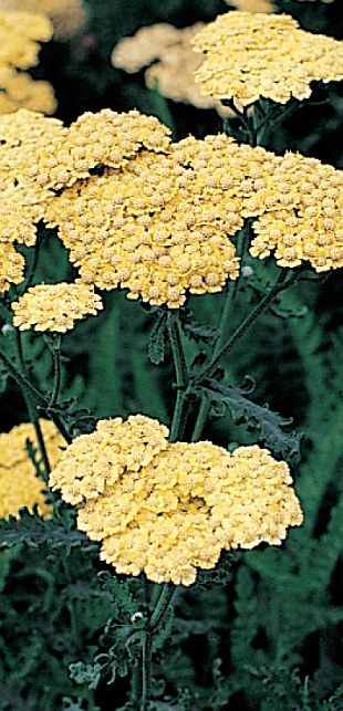 Achillea 'Taygetea' - řebříček (READERS DIGEST VÝBĚR) Achillea 'Taygetea' - řebříček (READERS DIGEST VÝBĚR)