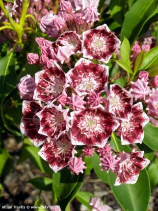 Kalmia latifolia 'Bull's Eye' - mamota širokolistá Kalmia latifolia 'Bull's Eye' - mamota širokolistá