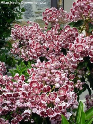 Kalmia latifolia 'Bull's Eye' - mamota širokolistá Kalmia latifolia 'Bull's Eye' - mamota širokolistá