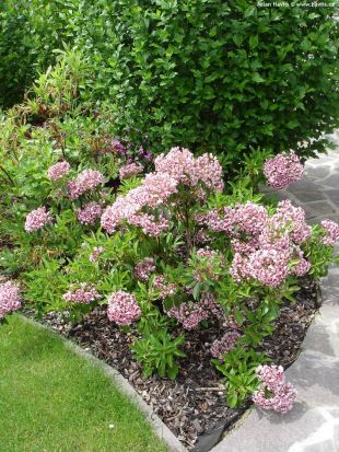 Kalmia latifolia 'Bull's Eye' - mamota širokolistá Kalmia latifolia 'Bull's Eye' - mamota širokolistá
