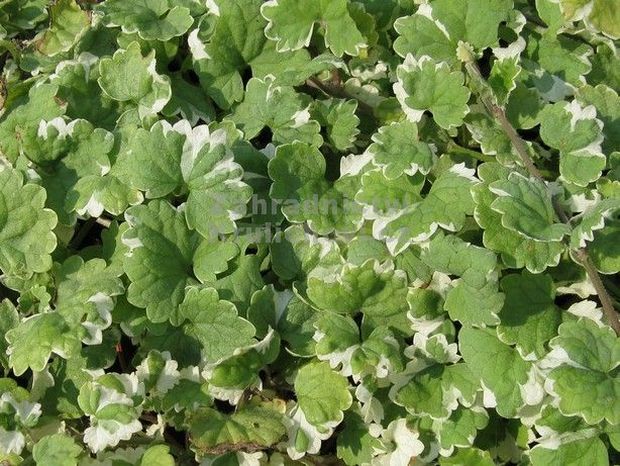 Glechoma hederacea 'Variegata' - popenec břečťanovitý