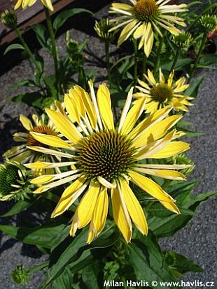Echinacea 'Sunrise' - třapatka