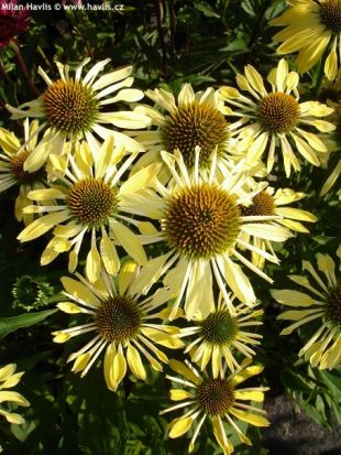 Echinacea 'Sunrise' - třapatka