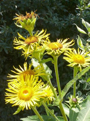 Inula - oman (PROVOBIS)