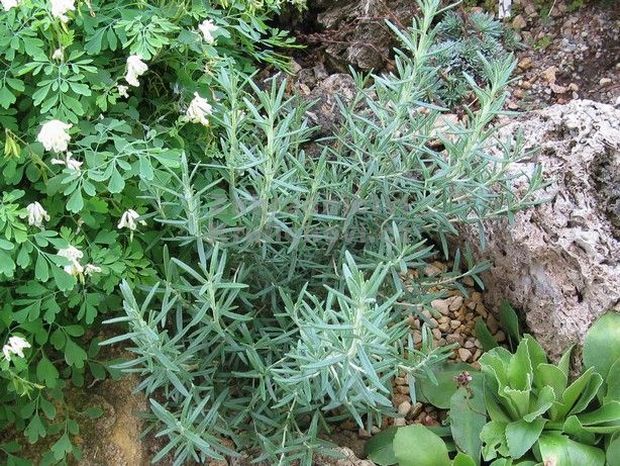 Rosmarinus officinalis 'Blue Winter' - rozmarýn Rosmarinus officinalis 'Blue Winter' - rozmarýn