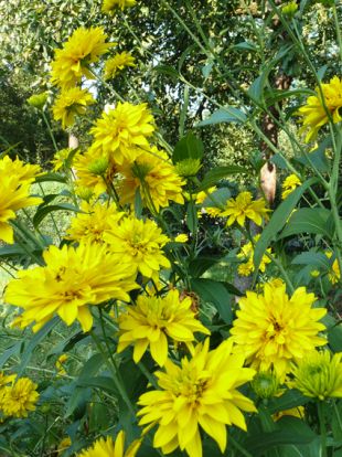 Rudbeckia laciniata 'Goldquelle' - třapatka dřípatá (PROVOBIS)