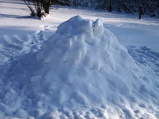 Ficus carica - fíkovník smokvoň, rostlina pod sněhem [foto_3]