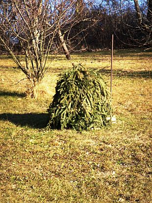 Ficus carica - fíkovník smokvoň, kryt z klestí [foto_4]