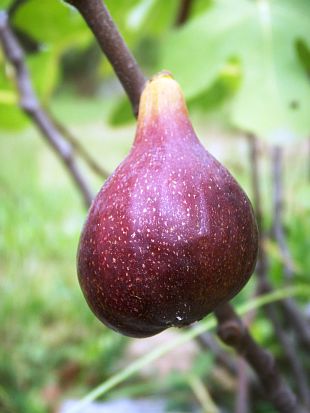 Ficus carica - fíkovník smokvoň, plod [foto_5]