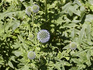 Echinops ritro - bělotrn modrý